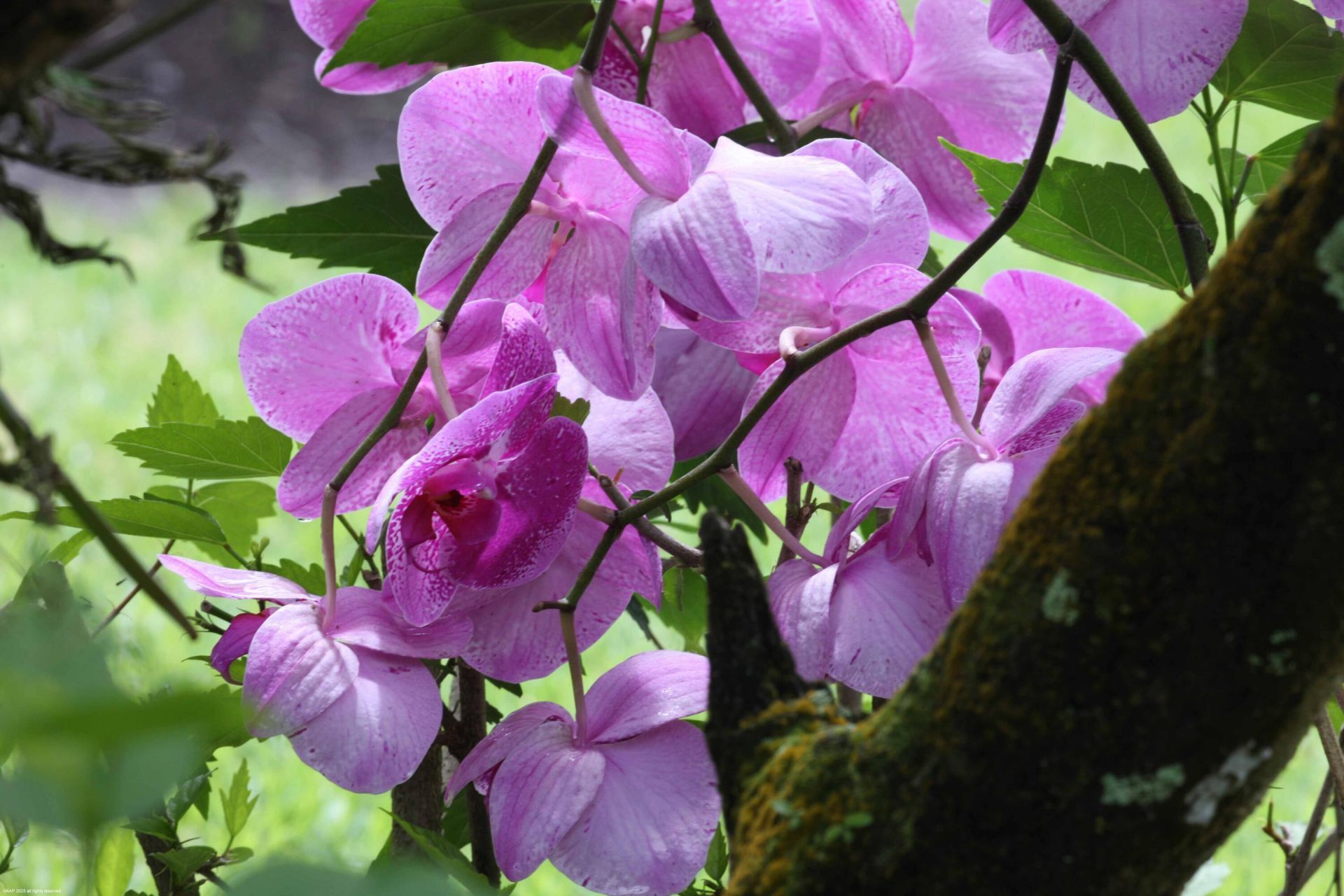 12210 Tillinghast Circle, Palm Beach Gardens, FL 33418 Photo