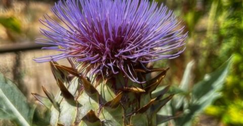 5720 Money Road, Beckwourth, CA 96129 Photo