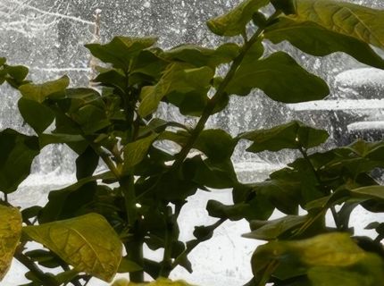 5720 Money Road, Beckwourth, CA 96129 Photo