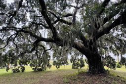 Lot 50 Oak Bay Dr. photo 4