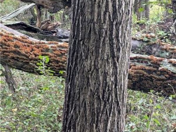 E 270th Avenue, Ridgeway, MO 64481