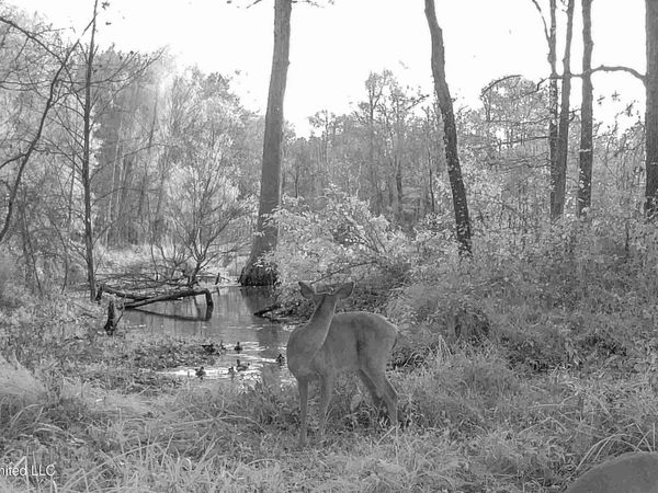 3114 County Road 212, Water Valley, MS 38965