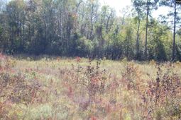 322 Sandspur Road  photo 4