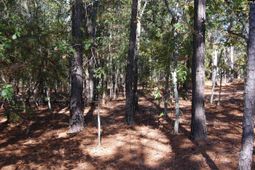 322 Sandspur Road  photo 4