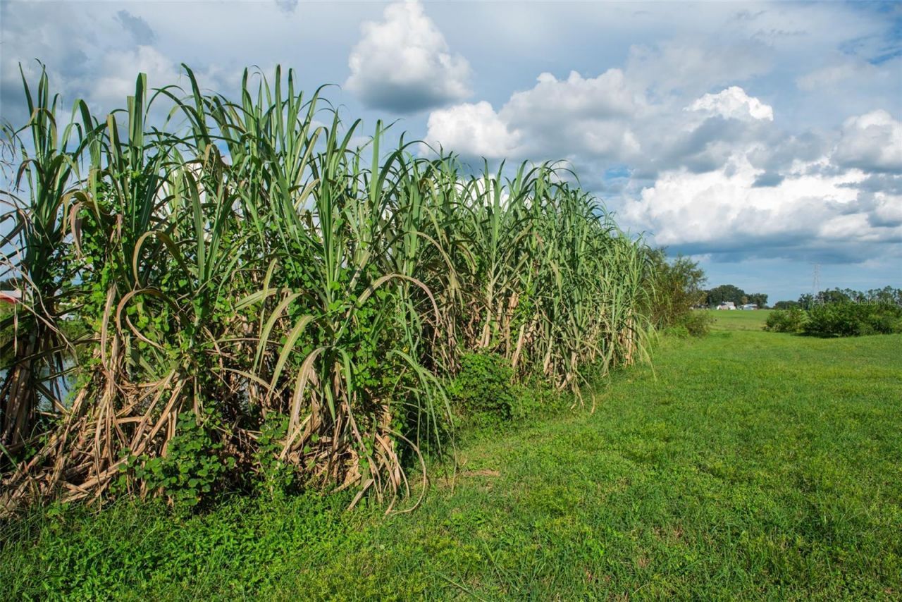 Blanton Acres Road, Plant City, FL 33565 Photo