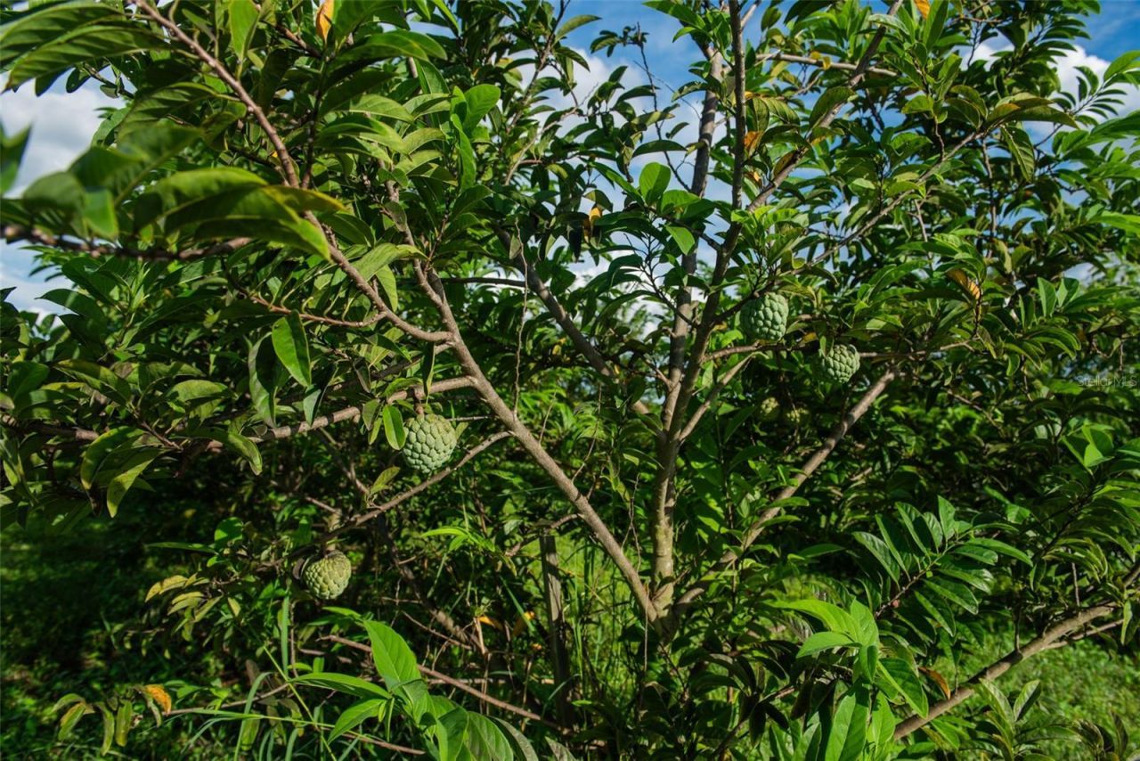 Blanton Acres Road, Plant City, FL 33565 Photo