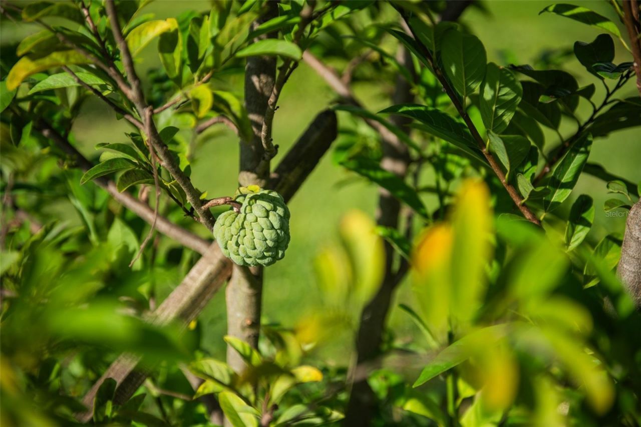 Blanton Acres Road, Plant City, FL 33565 Photo