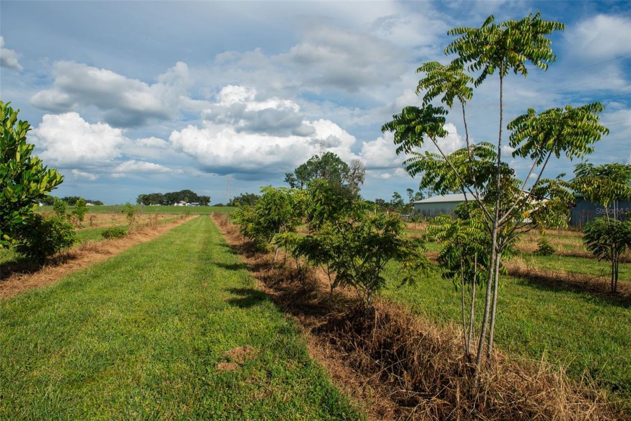Blanton Acres Road, Plant City, FL 33565 Photo
