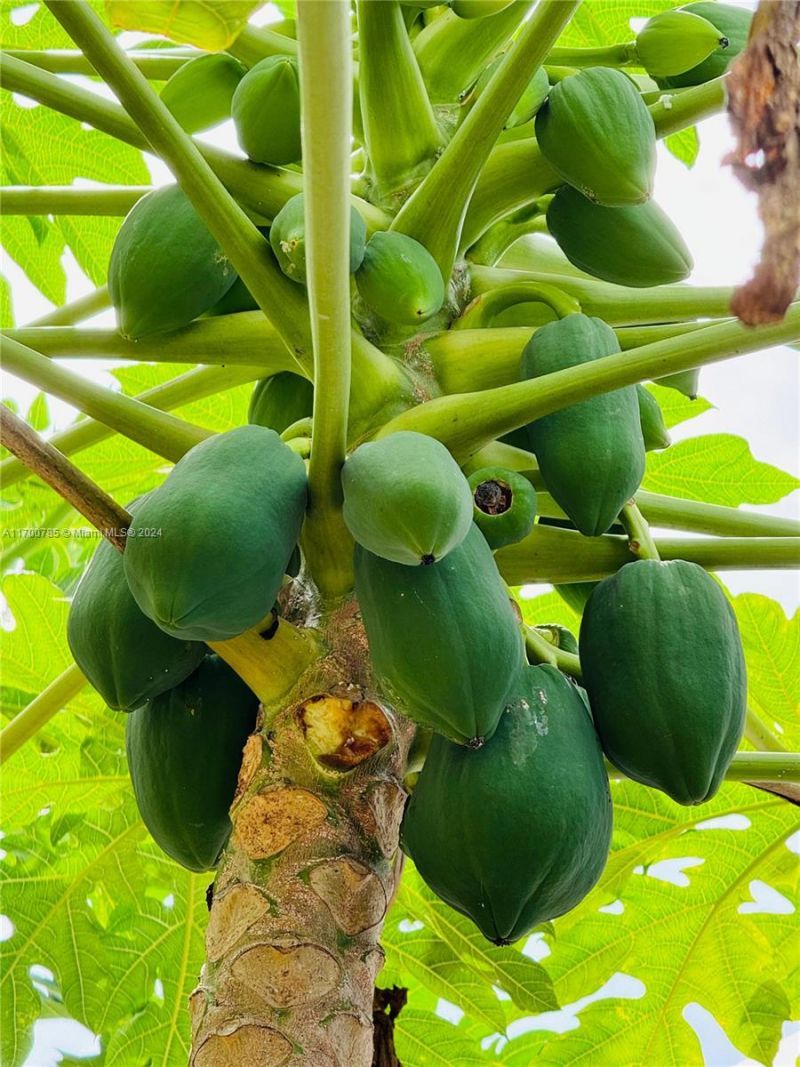 509 NE Solida Cir, Port Saint Lucie, FL 34983 Photo