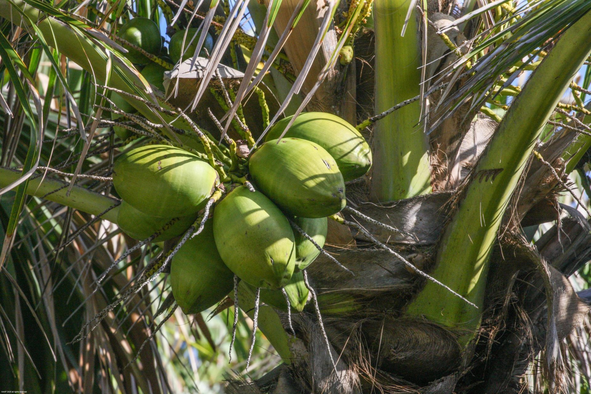 398 S Beach Road, Jupiter Island, FL 33455 Photo