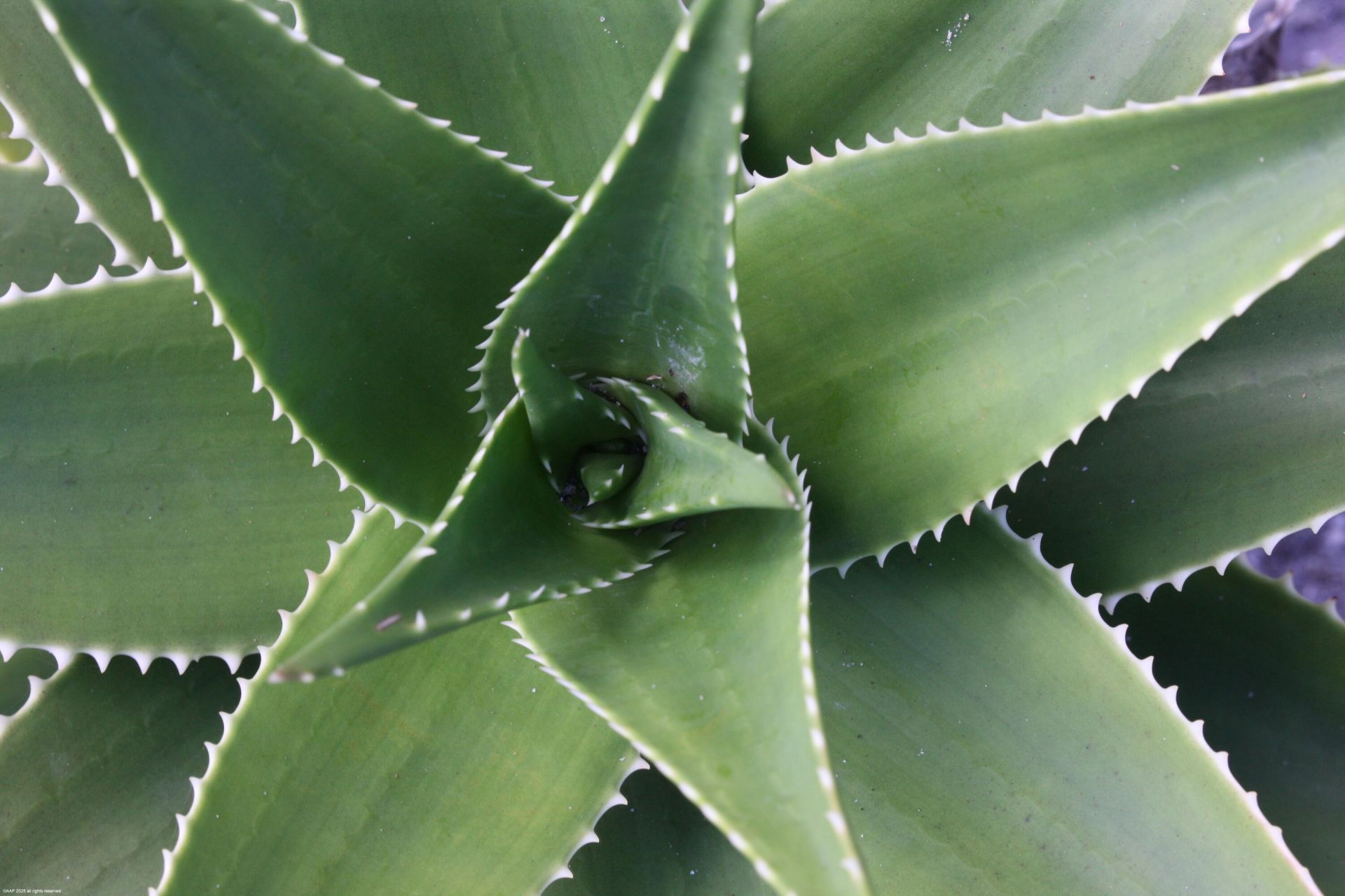 398 S Beach Road, Jupiter Island, FL 33455 Photo