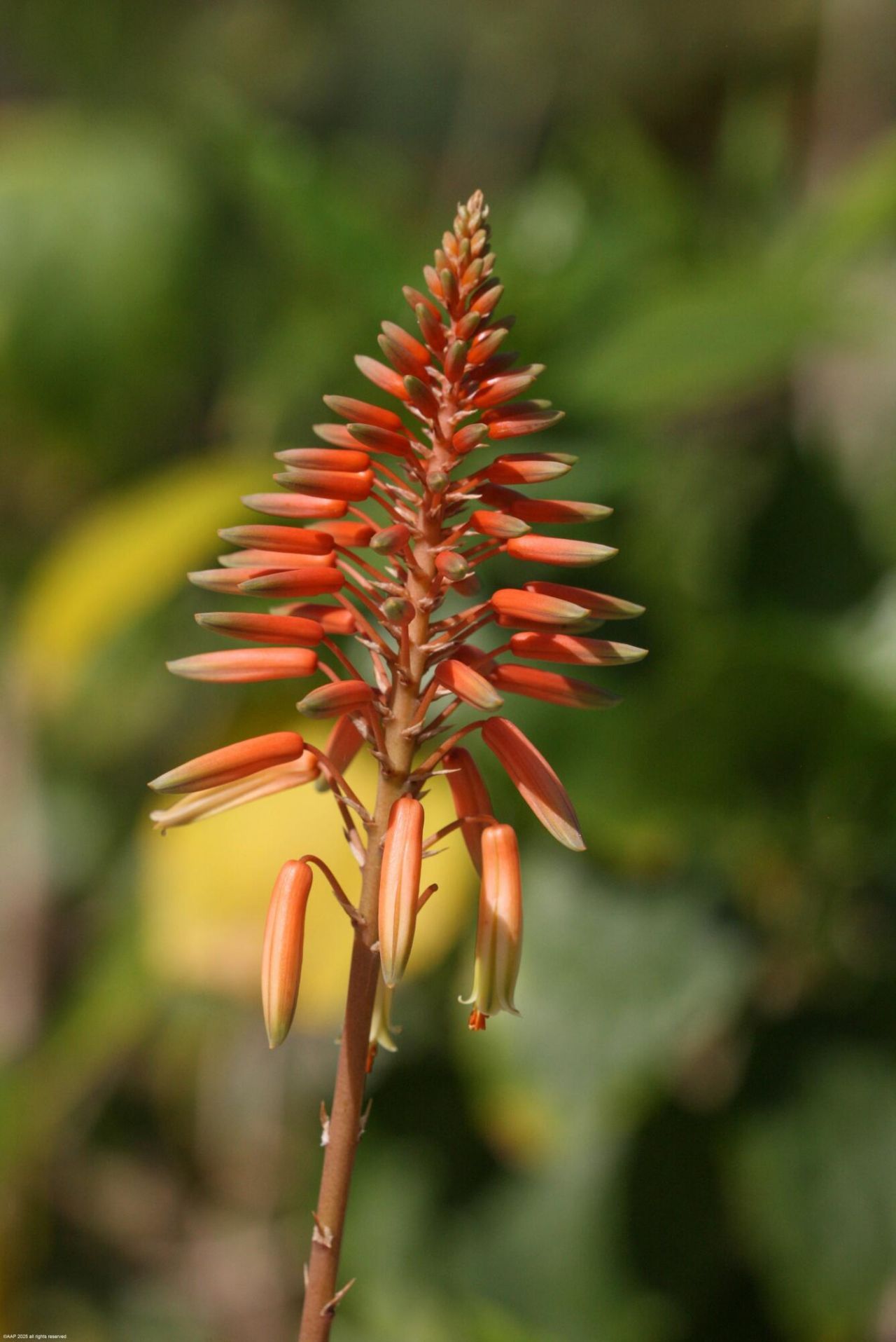 398 S Beach Road, Jupiter Island, FL 33455 Photo