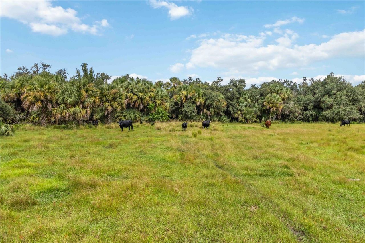 Sw Gordon Hay Road, Arcadia, FL 34269 Photo