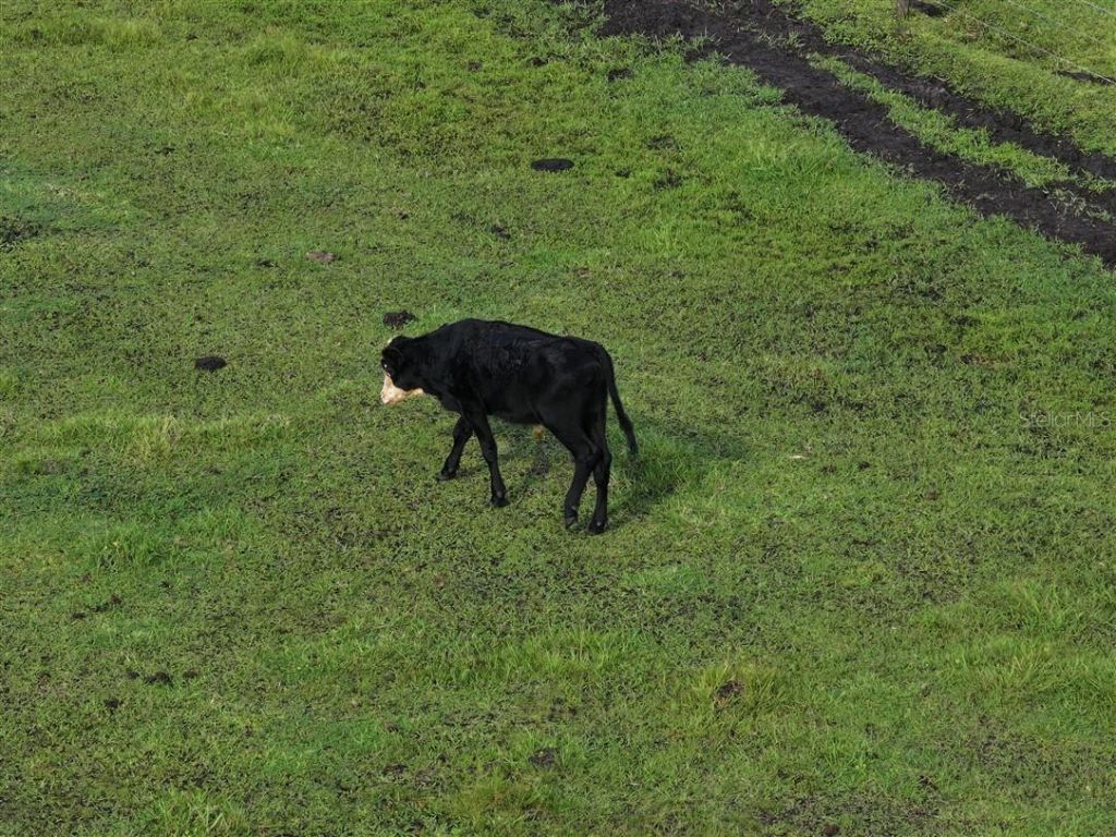 14935 Coker Gully Road, Myakka City, FL 34251 Photo