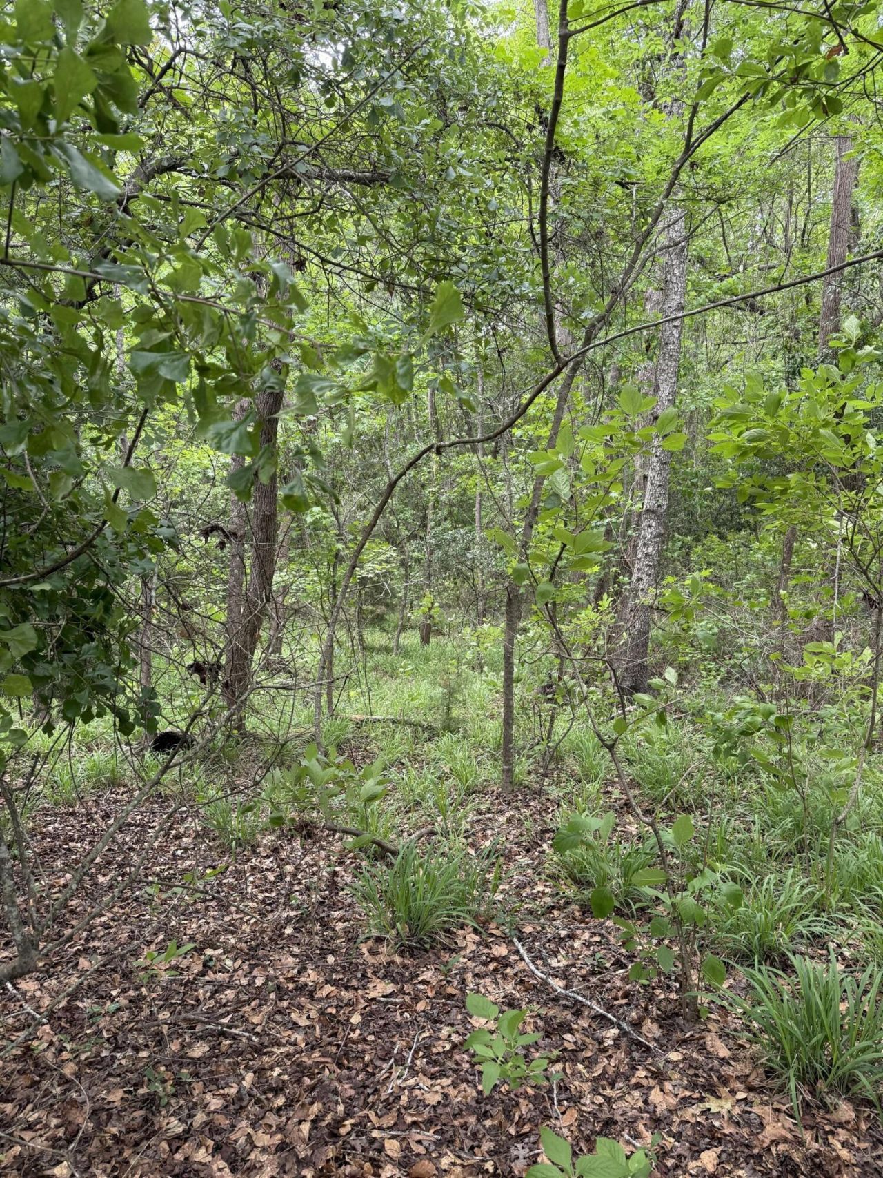 Tbd Fort Motte Road Photo 10