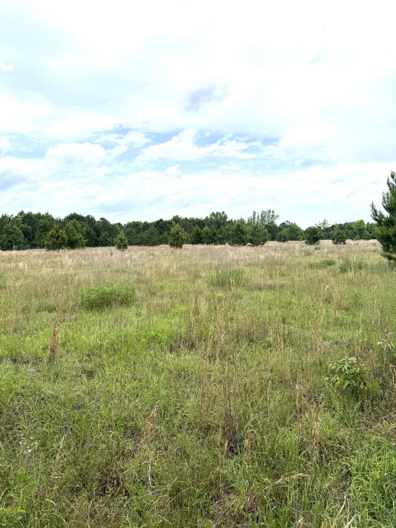 Tbd Fort Motte Road Photo 16