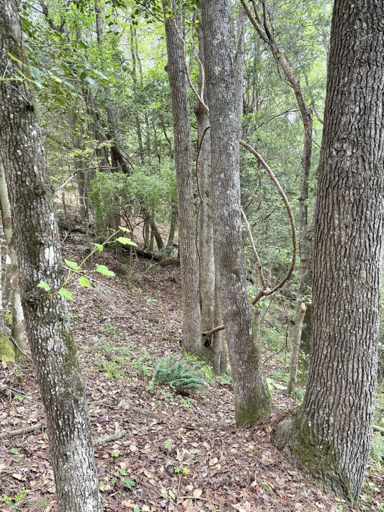 Tbd Fort Motte Road Photo 8