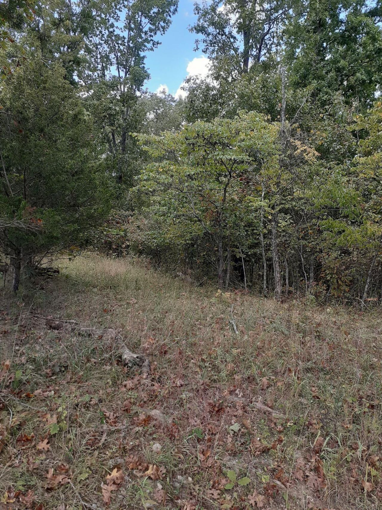 Lot 15 Apple Lane, Cynthiana, KY 41031 Main Photo