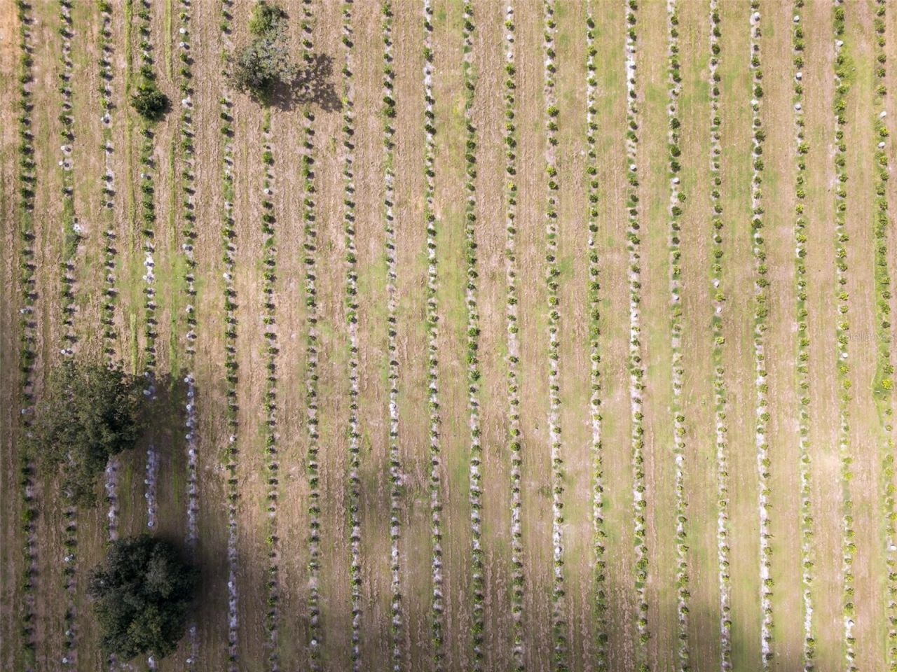 32715 Singletary Road, Myakka City, FL 34251 Photo