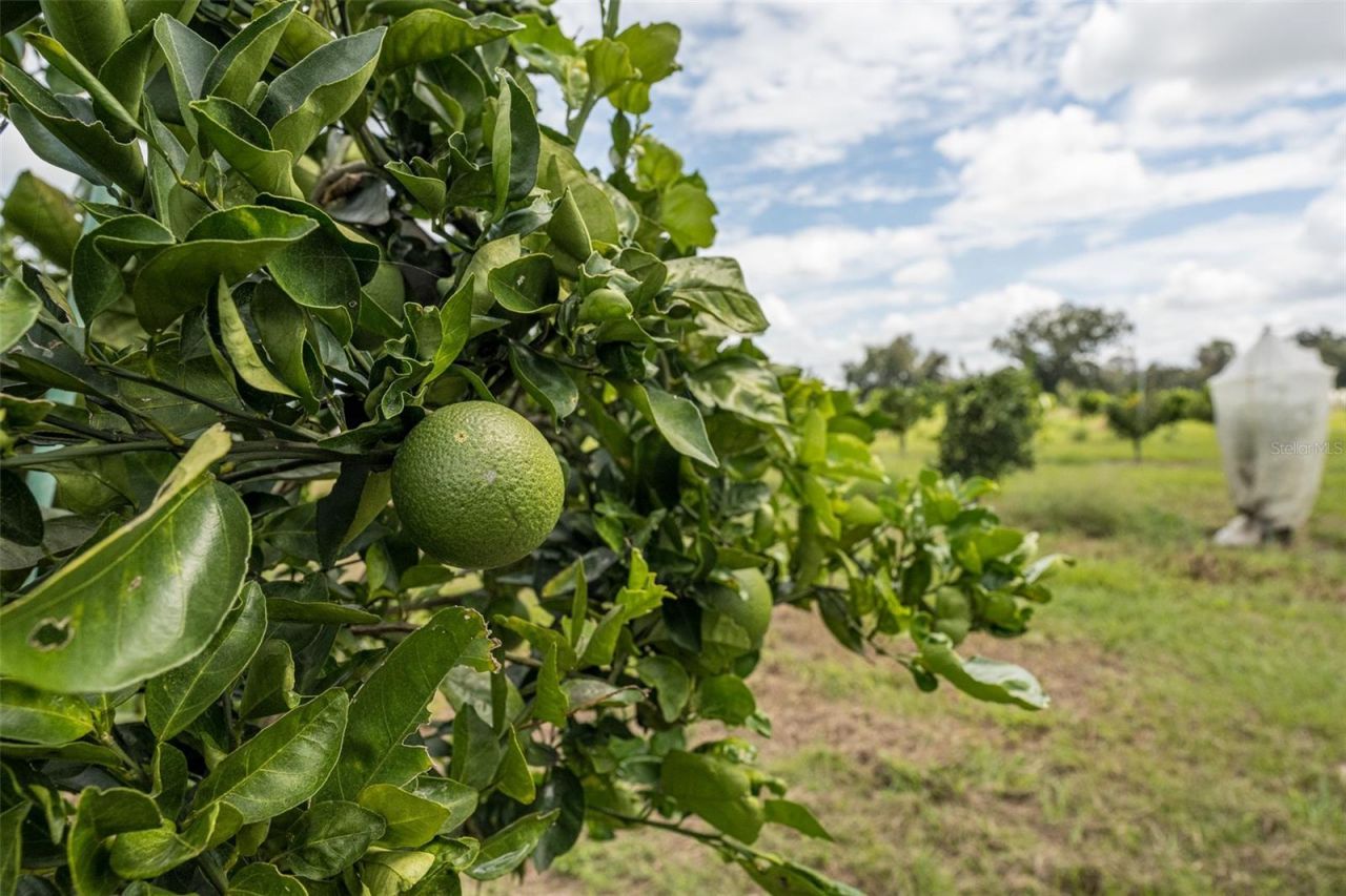 32715 Singletary Road, Myakka City, FL 34251 Photo