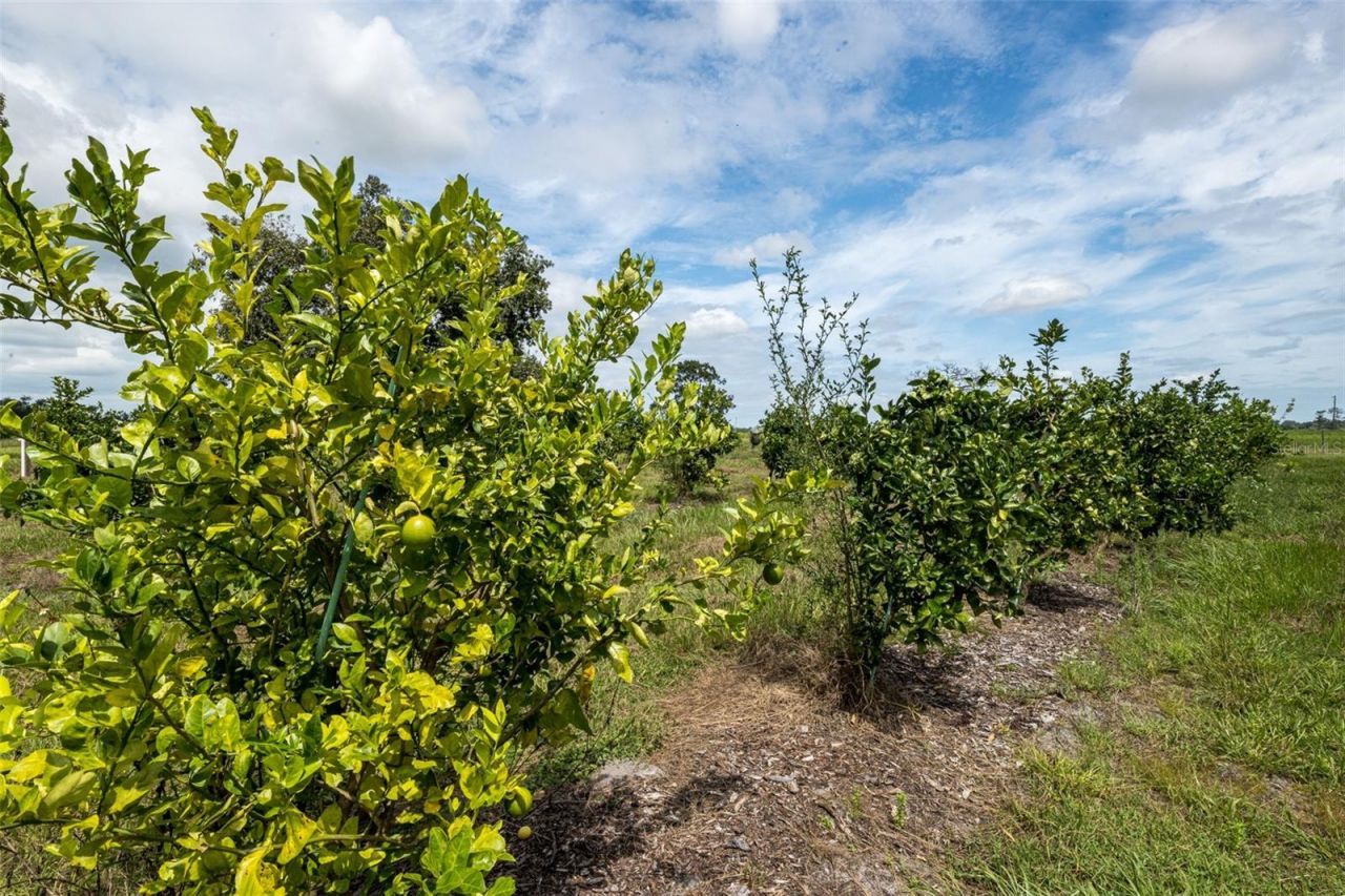 32715 Singletary Road, Myakka City, FL 34251 Photo