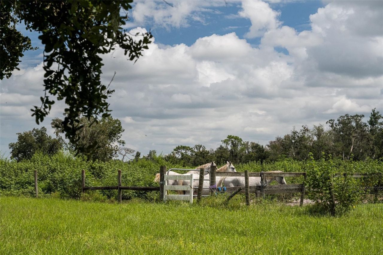 32715 Singletary Road, Myakka City, FL 34251 Photo