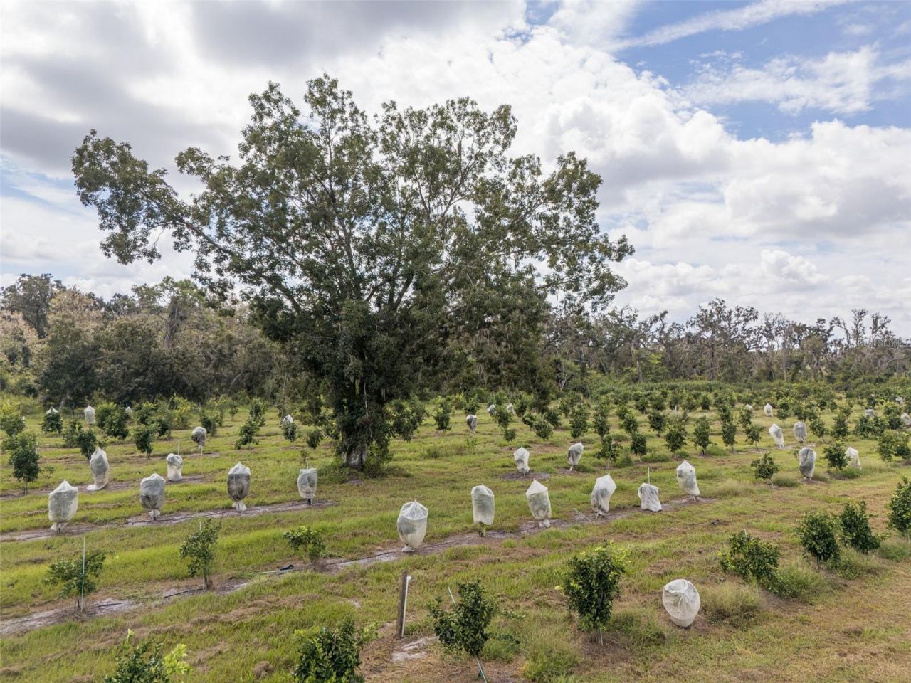 32715 Singletary Road, Myakka City, FL 34251 Photo