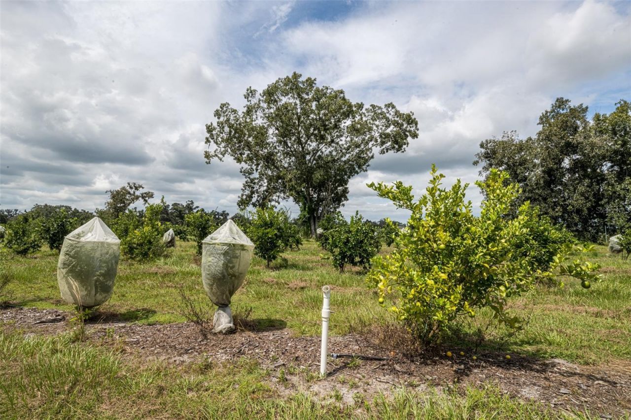 32715 Singletary Road, Myakka City, FL 34251 Photo