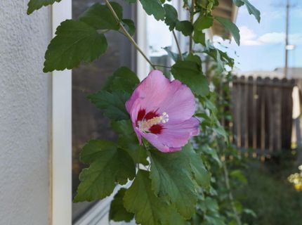 8031 Lichen Dr, Citrus Heights, CA 95621 Photo