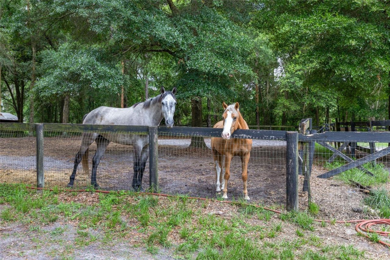 6490 NE 167th Avenue, Williston, FL 32696 Photo