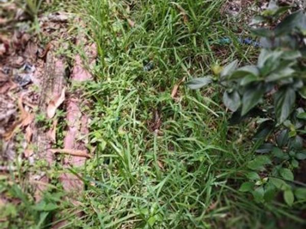 0000 SE 44 Avenue, Ocala, FL 32526