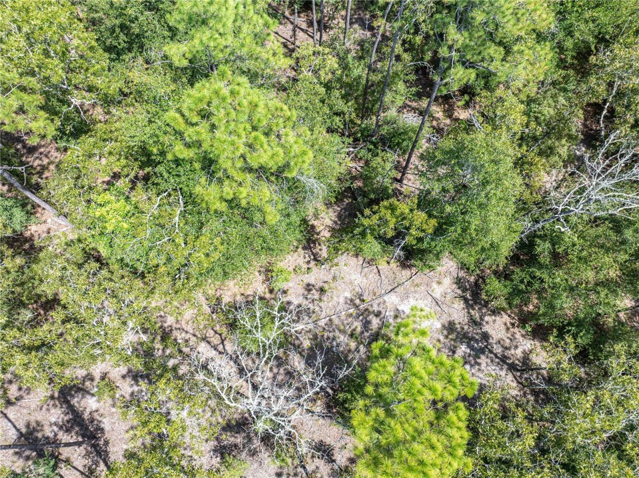 11160 NW 5th Avenue, Branford, FL 32008 Photo