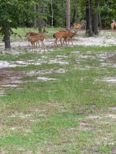 11160 NW 5th Avenue, Branford, FL 32008 Photo