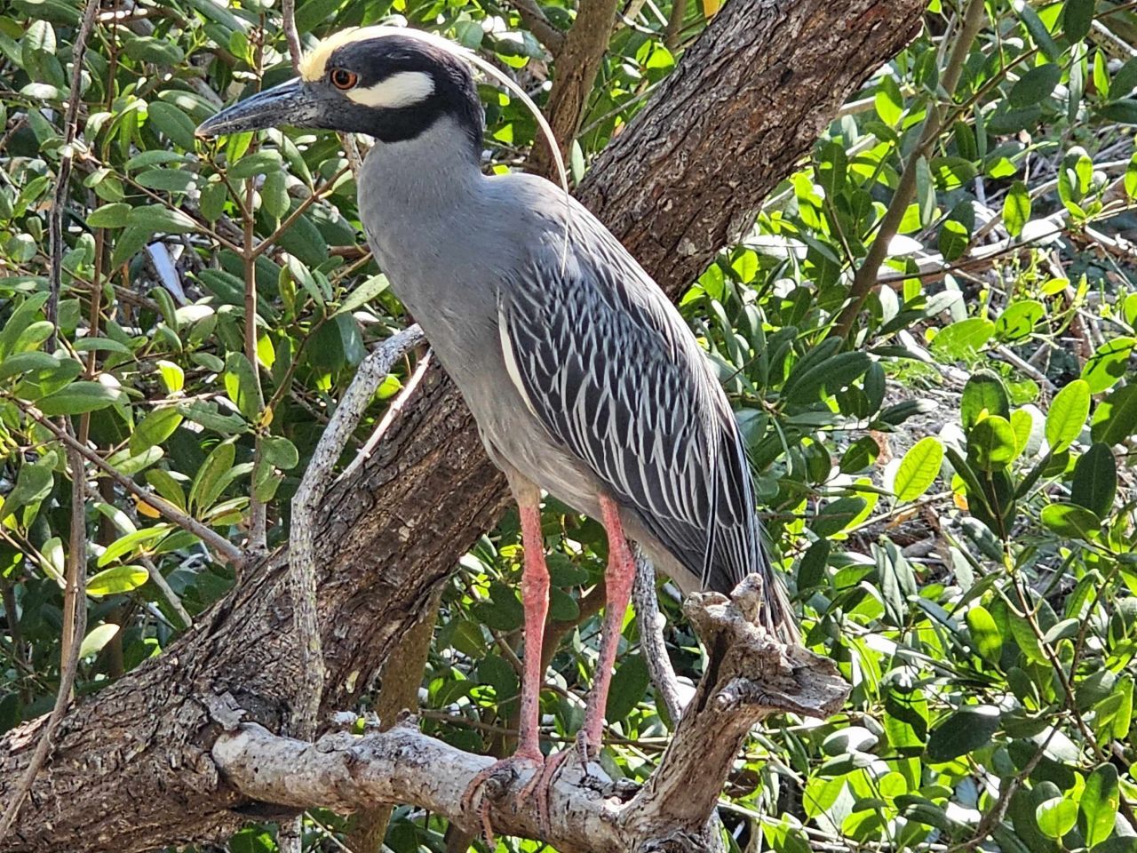 737 Vinca Way, Sanibel, FL 33957 Photo