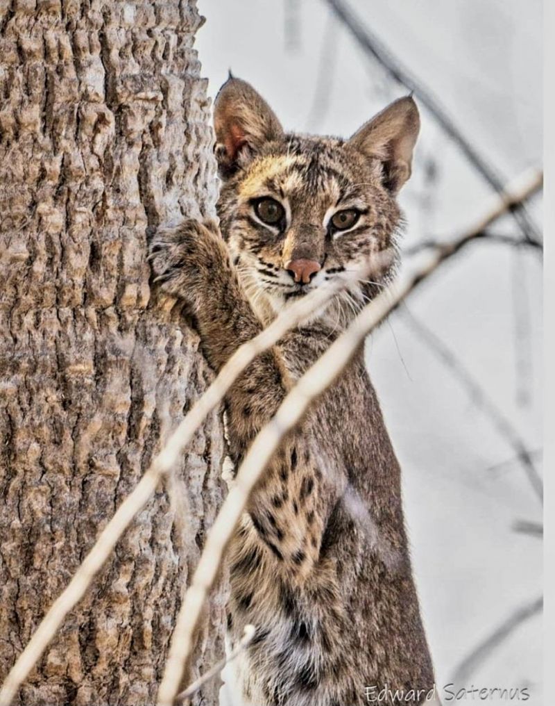 737 Vinca Way, Sanibel, FL 33957 Photo