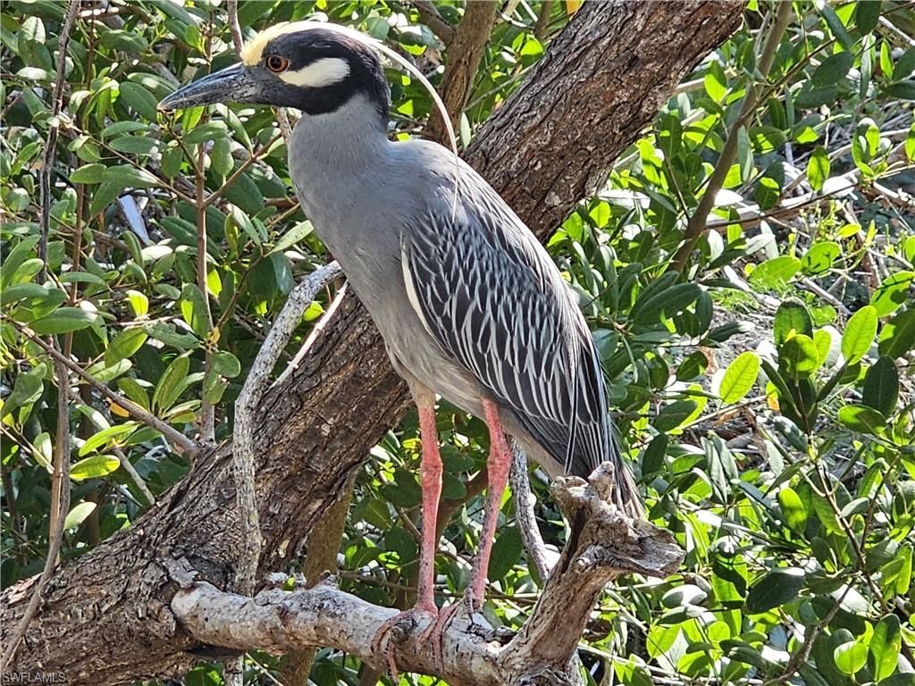 737 Vinca Way, Sanibel, FL 33957 Photo