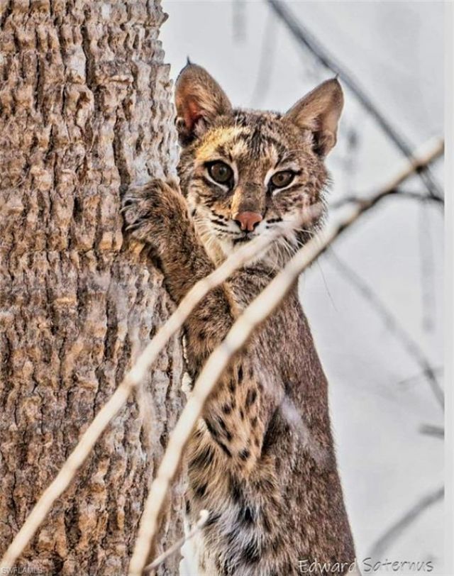 737 Vinca Way, Sanibel, FL 33957 Photo