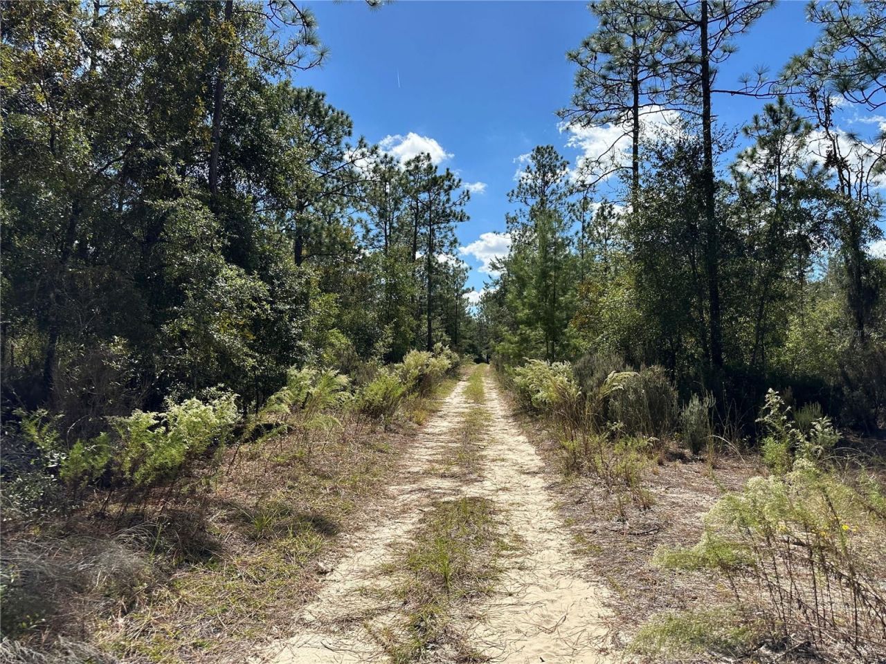 Tbd NE 138th Avenue, Williston, FL 32696 Photo