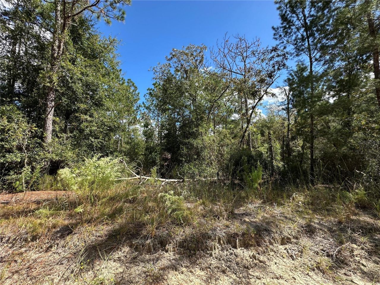 Tbd NE 138th Avenue, Williston, FL 32696 Photo