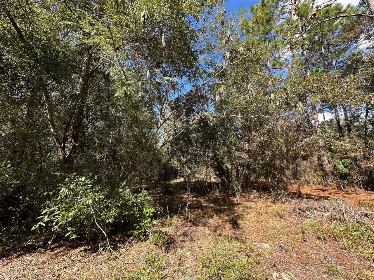 Tbd NE 138th Avenue, Williston, FL 32696 Photo