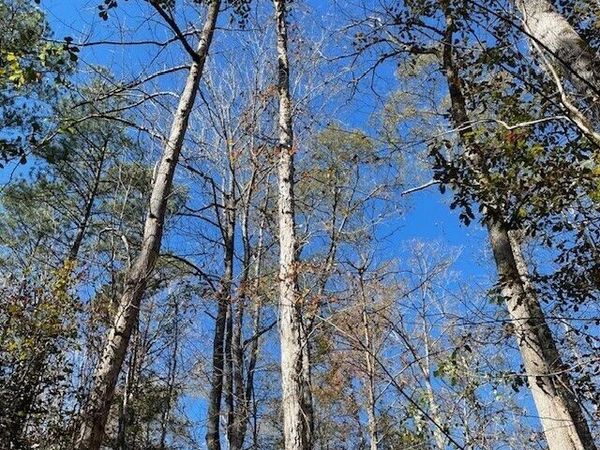 LOT B Pineville Road, Unit 100+/- ACR, Buena Vista, GA 31803