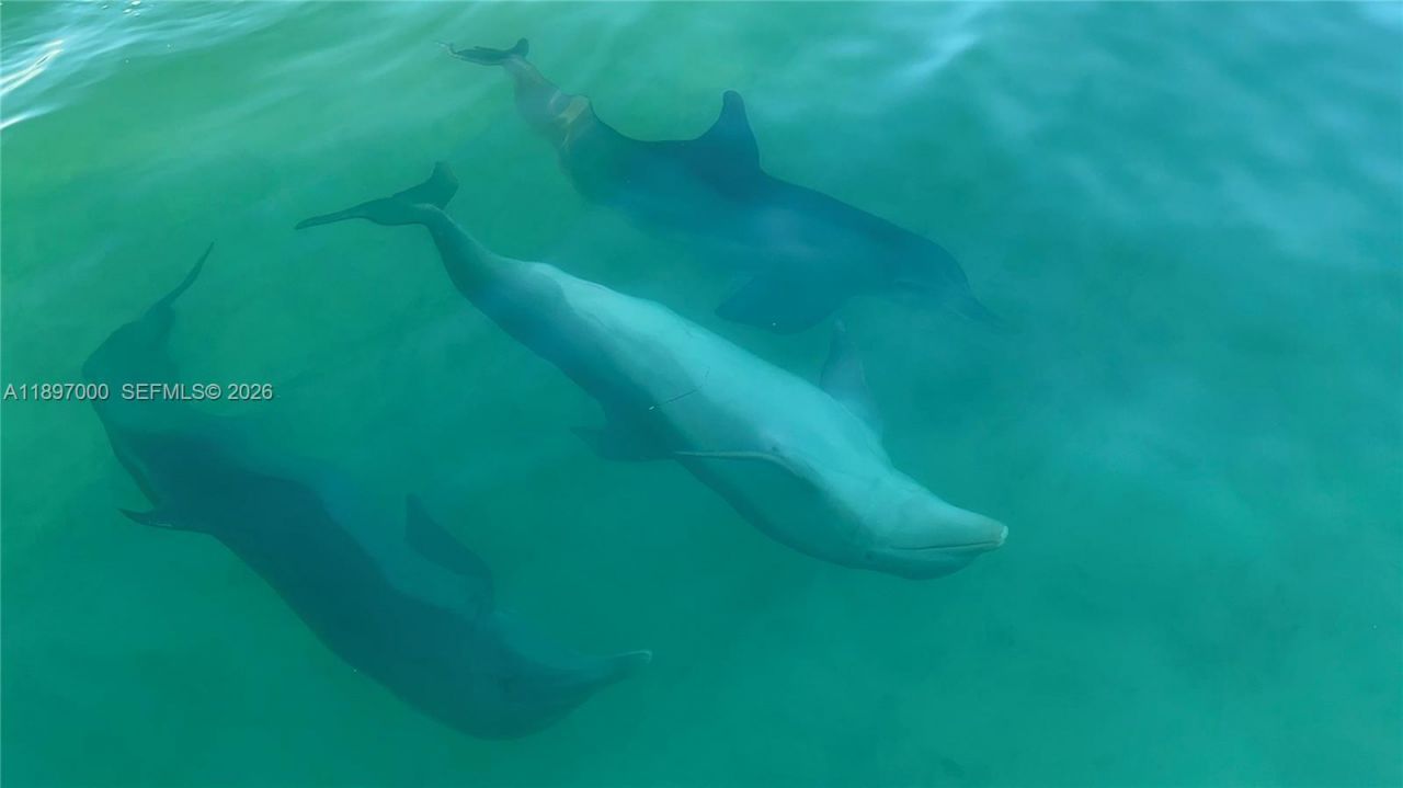 164 Venetian Dr, Islamorada, FL 33036 Photo