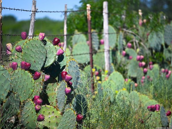 LOT 36 County Road 2500, Bigfoot, TX 78005