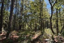 0 Poplar Creek Drive photo 4