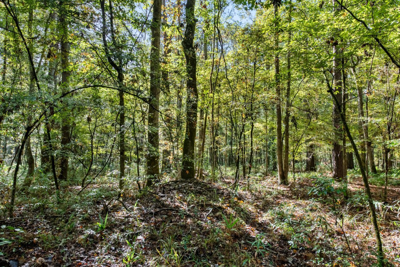 527 Acres Spring Grove Road Photo 20