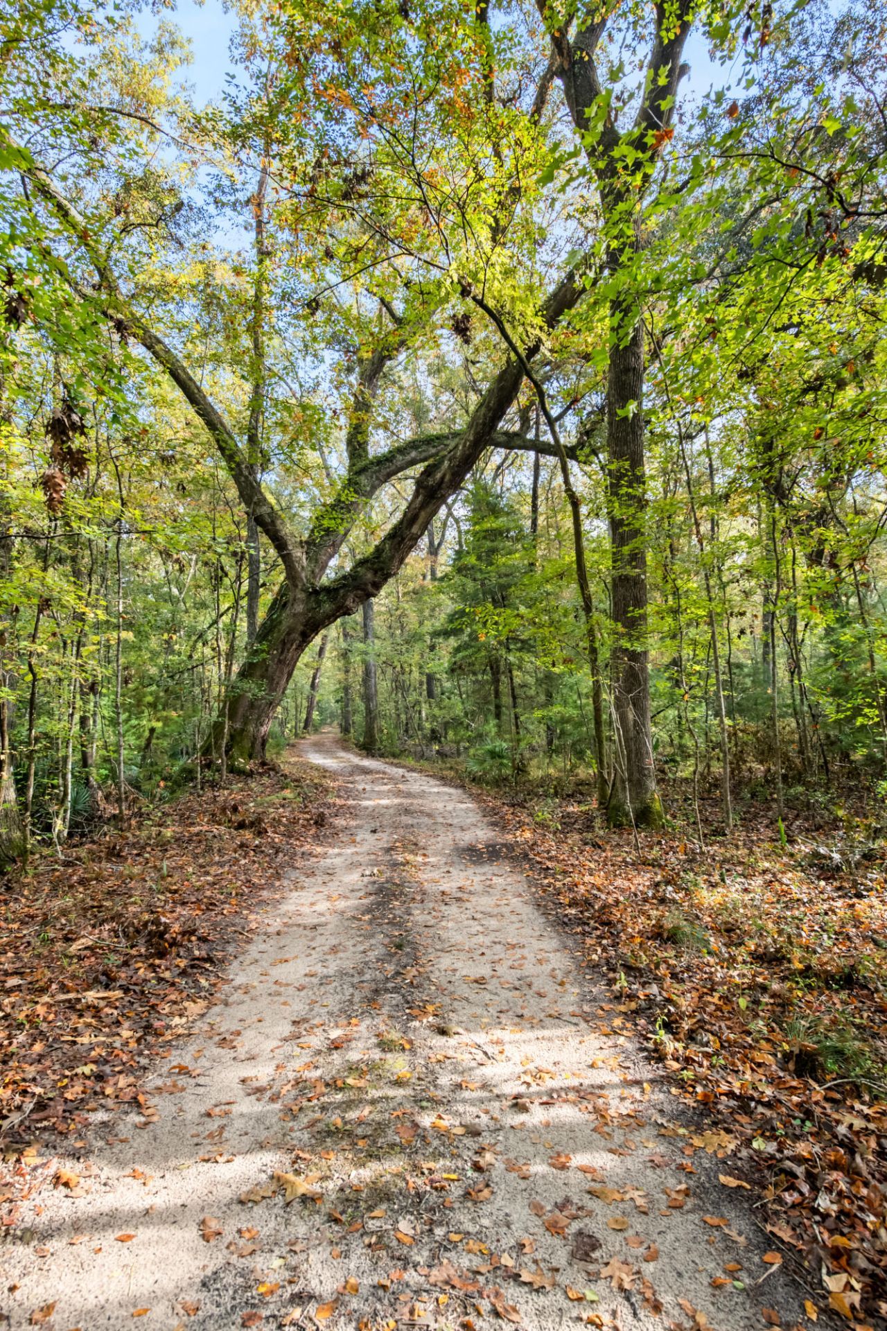 527 Acres Spring Grove Road Photo 27