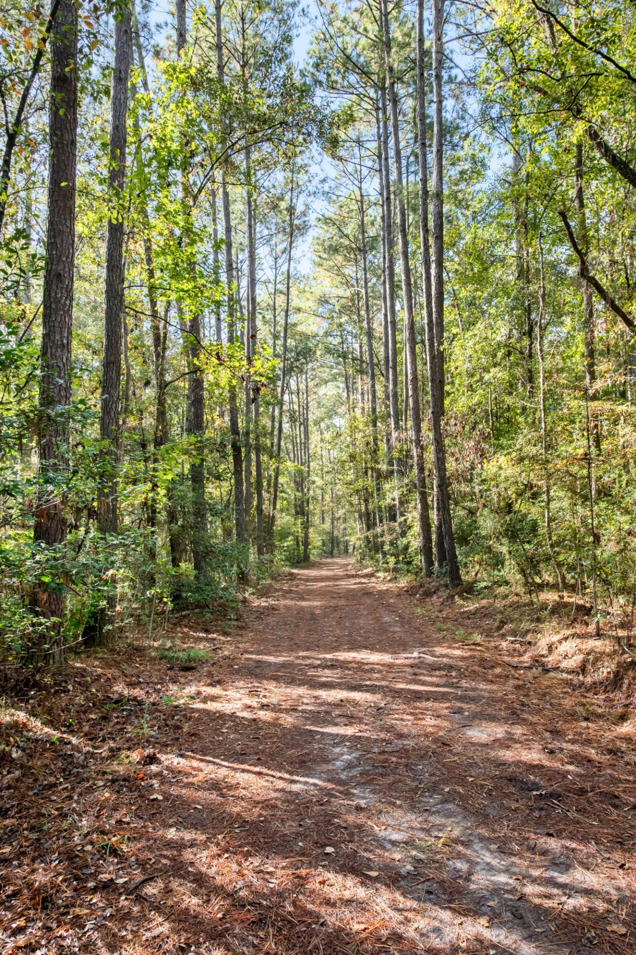 527 Acres Spring Grove Road Photo 32