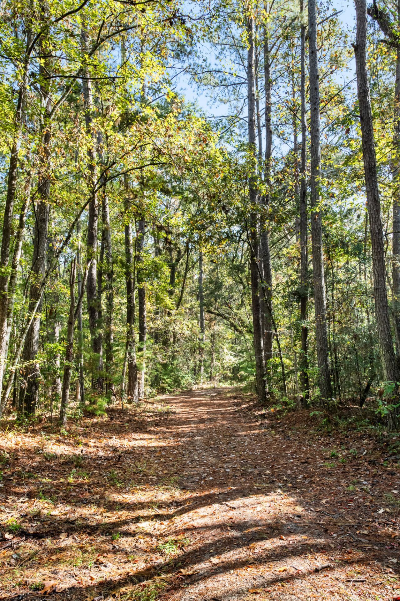 527 Acres Spring Grove Road Photo 33