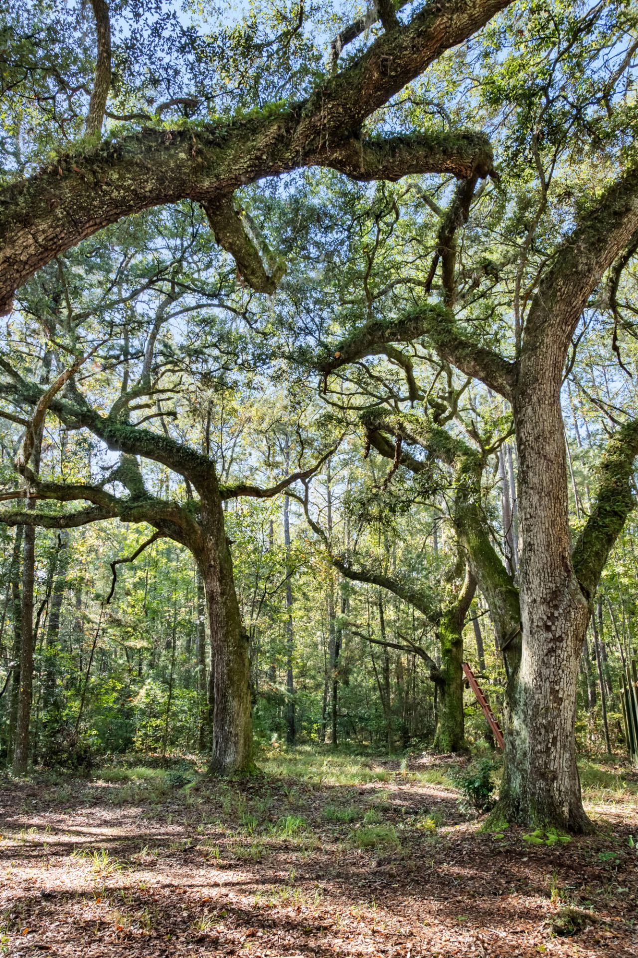 527 Acres Spring Grove Road Photo 35