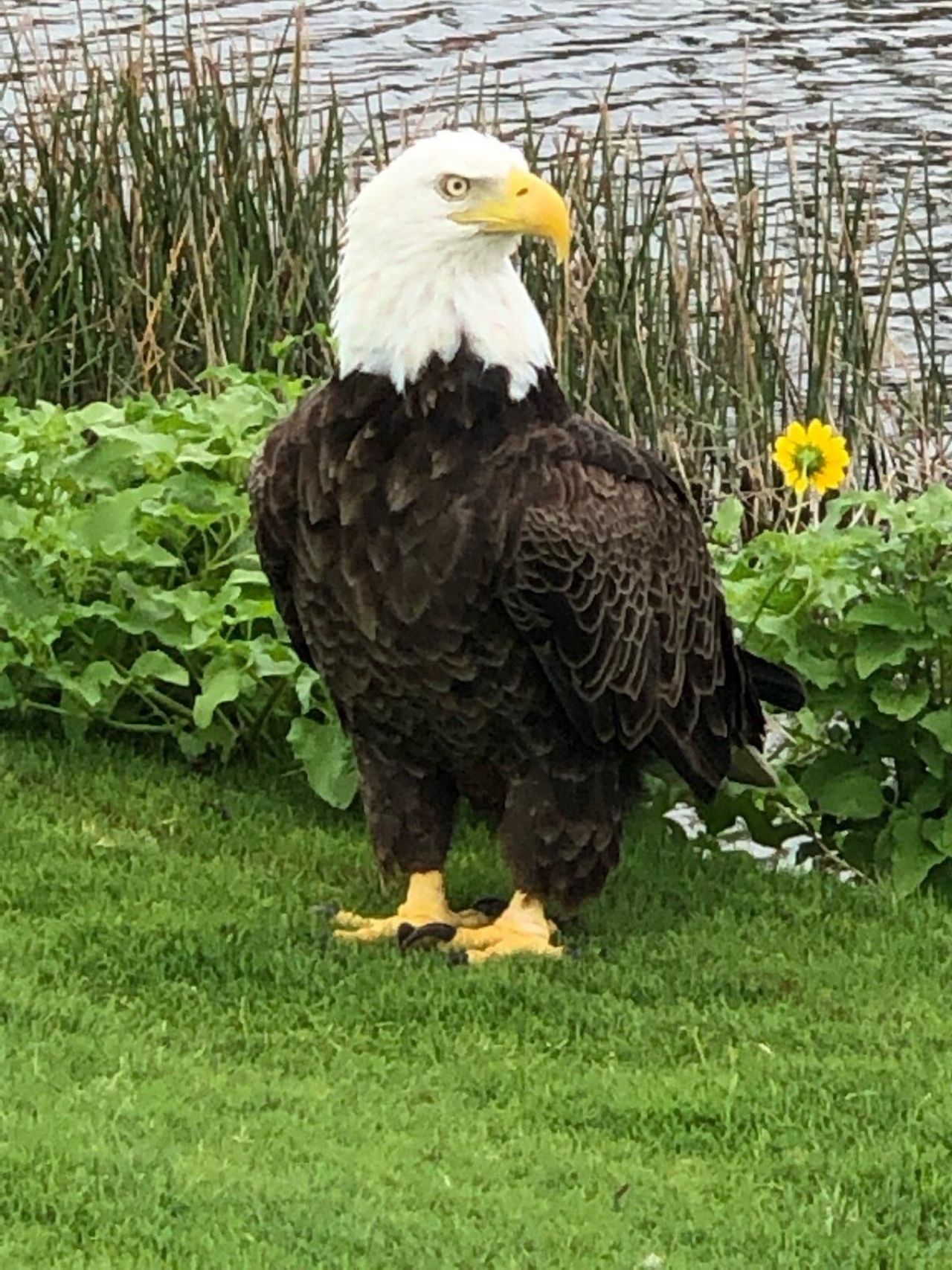 2549 W Gulf Dr, Unit 106, Sanibel, FL 33957 Photo